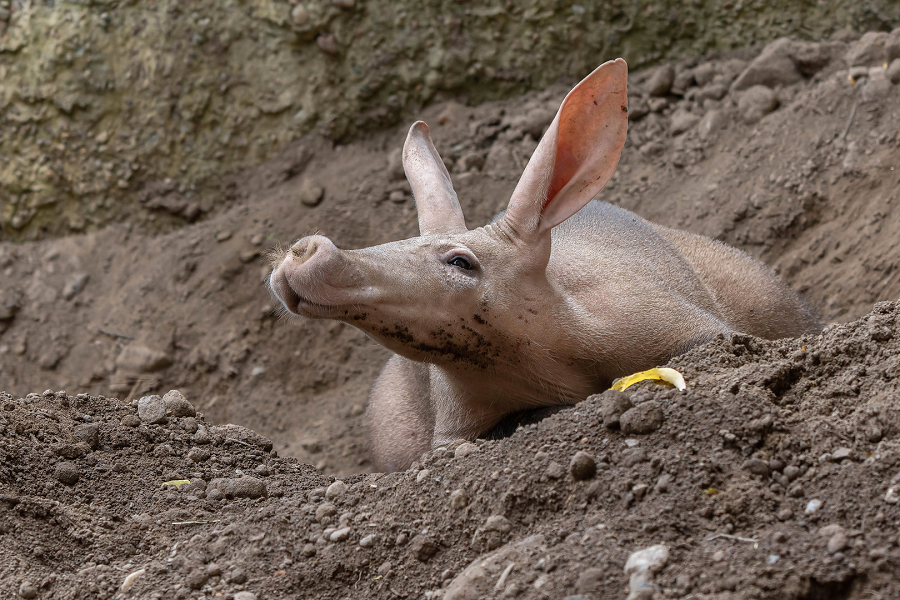 Hiện loài này được liệt kê trong Sách đỏ IUCN với trạng thái "ít quan tâm", nhưng số lượng đang giảm nhanh chóng, đòi hỏi sự nghiên cứu và bảo vệ của giới khoa học.