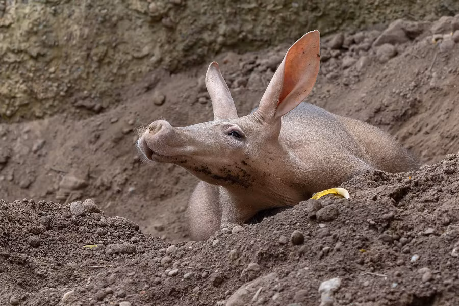 Hiện loài này được liệt kê trong Sách đỏ IUCN với trạng thái "ít quan tâm", nhưng số lượng đang giảm nhanh chóng, đòi hỏi sự nghiên cứu và bảo vệ của giới khoa học.
