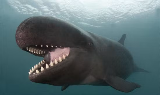 Doug Perrine, một nhiếp ảnh gia nổi tiếng người Mỹ, đã ghi lại những khoảnh khắc đặc biệt của loài cá voi giả hổ kình (Pseudorca crassidens) tại vùng biển ngoài khơi Kona, Hawaii. Những bức ảnh chụp loài " thuỷ quái" này không chỉ đẹp mắt mà còn mang đến cái nhìn sâu sắc về một loài động vật biển đầy bí ẩn và mạnh mẽ.