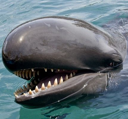 Dù sở hữu vẻ ngoài mạnh mẽ và kỹ năng săn mồi tuyệt vời, loài cá giả hổ kình tại Hawaii đang phải đối mặt với nguy cơ tuyệt chủng. Từ năm 1989 đến nay, số lượng của chúng đã giảm từ 400 con xuống chỉ còn khoảng 150 con. Sự suy giảm này là một lời cảnh báo rõ ràng về tình trạng môi trường biển hiện nay.