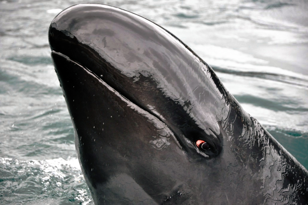 Qua những bức ảnh của Doug Perrine, cá giả hổ kình không chỉ hiện lên như một kẻ săn mồi khổng lồ, mà còn như một nhân vật thú vị với những biểu cảm gần gũi với con người. Tuy nhiên, sự suy giảm nghiêm trọng về số lượng của chúng nhắc nhở chúng ta về trách nhiệm bảo vệ và duy trì các loài động vật hoang dã.