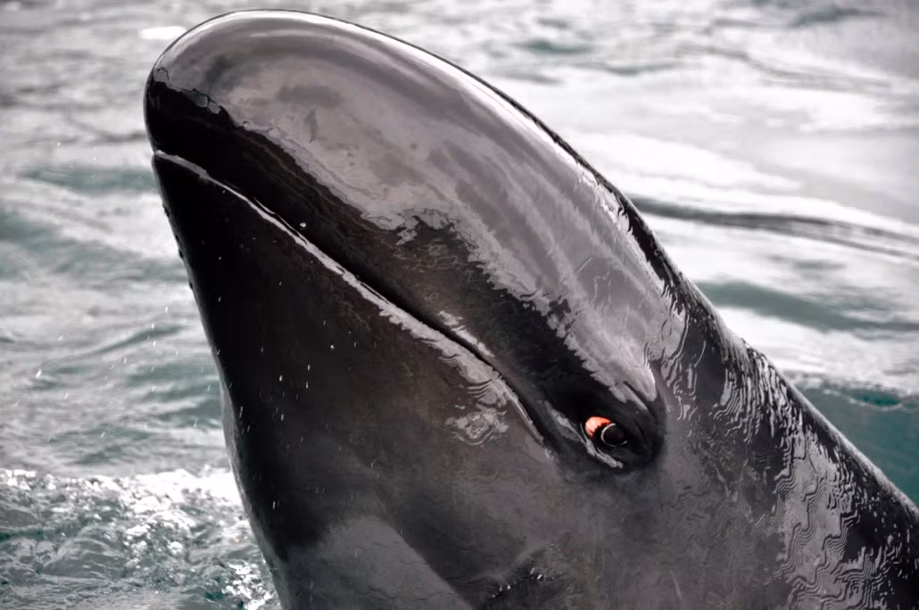 Qua những bức ảnh của Doug Perrine, cá giả hổ kình không chỉ hiện lên như một kẻ săn mồi khổng lồ, mà còn như một nhân vật thú vị với những biểu cảm gần gũi với con người. Tuy nhiên, sự suy giảm nghiêm trọng về số lượng của chúng nhắc nhở chúng ta về trách nhiệm bảo vệ và duy trì các loài động vật hoang dã.