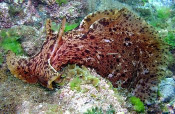 Thỏ biển là động vật lưỡng tính và giao phối dị thể, thường giao phối tập thể tạo thành chuỗi. Mỗi cá thể có thể đóng vai trò là con đực hoặc con cái tùy vị trí trong chuỗi.