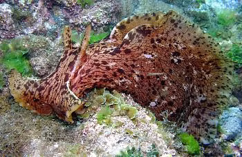 Thỏ biển là động vật lưỡng tính và giao phối dị thể, thường giao phối tập thể tạo thành chuỗi. Mỗi cá thể có thể đóng vai trò là con đực hoặc con cái tùy vị trí trong chuỗi.