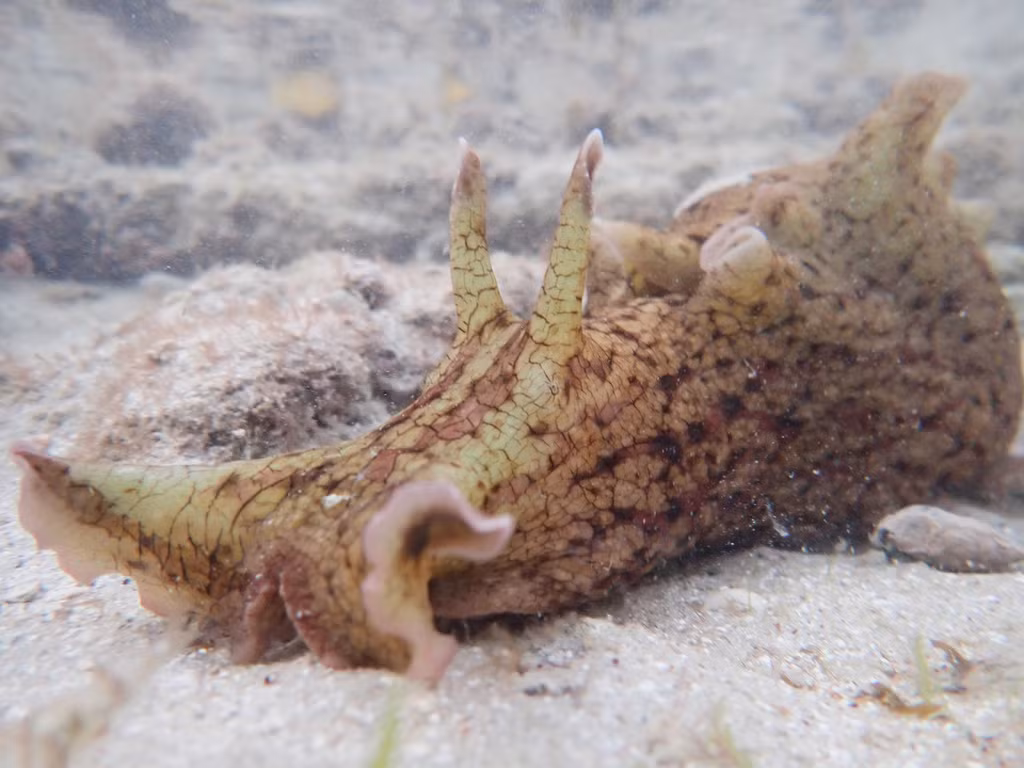 Khả năng thay đổi màu sắc giúp chúng lẫn vào môi trường và tránh kẻ thù.