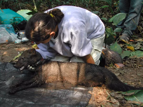 Daniel Rocha, tác giả chính của nghiên cứu, bắt đầu quan tâm đến loài chó tai ngắn này từ năm 2015.