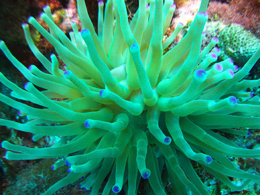 Sự tiến hóa của tổ chức gene phức tạp này đã diễn ra khoảng 600 triệu năm trước, trước khi hải quỳ, ruồi giấm và con người phân tách.