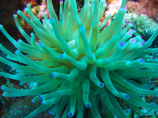 Sự tiến hóa của tổ chức gene phức tạp này đã diễn ra khoảng 600 triệu năm trước, trước khi hải quỳ, ruồi giấm và con người phân tách.