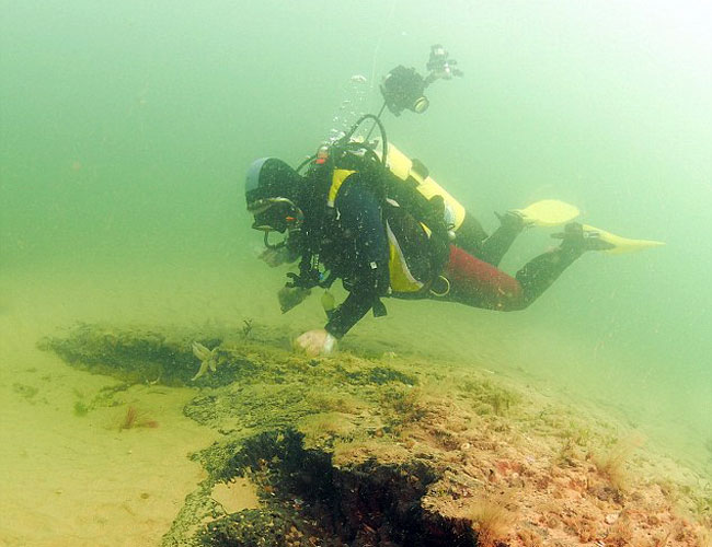 Khu rừng này bao gồm một cây sồi lớn, dài khoảng 8m, cũng như một dãy dài các cây gỗ khác.