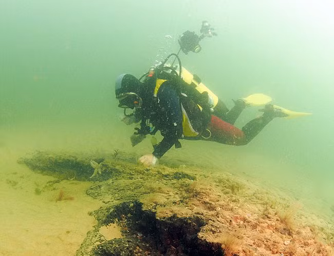 Khu rừng này bao gồm một cây sồi lớn, dài khoảng 8m, cũng như một dãy dài các cây gỗ khác.