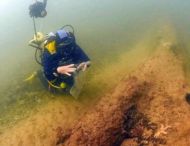 Các chuyên gia tin rằng, khu rừng này có thể bao phủ một diện tích rộng lớn, có tới hàng ngàn mẫu.