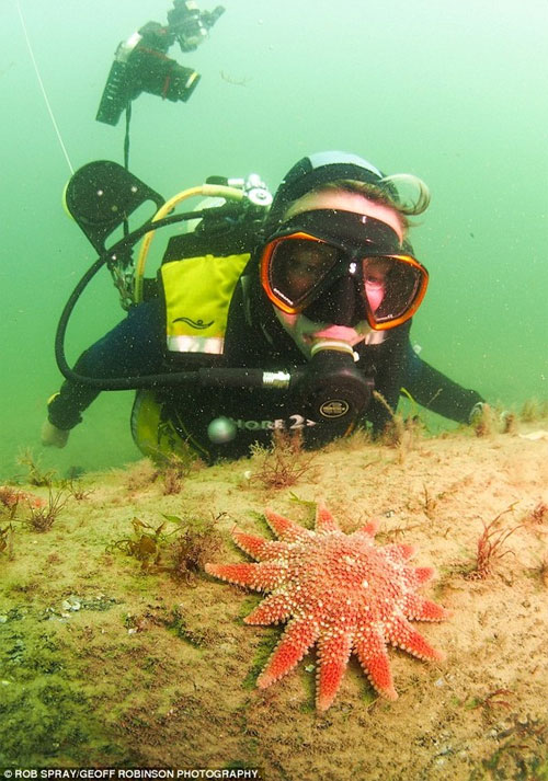 Các nhà nghiên cứu cũng đã phát hiện ra rằng, các cây gỗ đổ đã tạo ra một rạn san hô tự nhiên, là nơi cư trú của nhiều loài thực vật và động vật hoang dã.