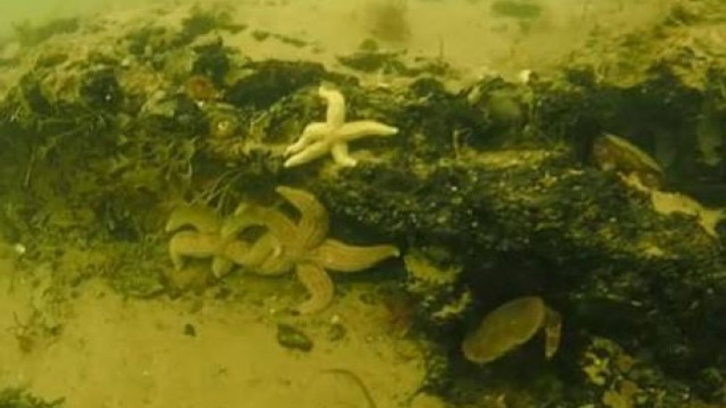 Các kế hoạch tiếp theo bao gồm việc lặn sâu để tạo ra bản đồ và xác định quy mô thực sự của khu rừng tiền sử này.