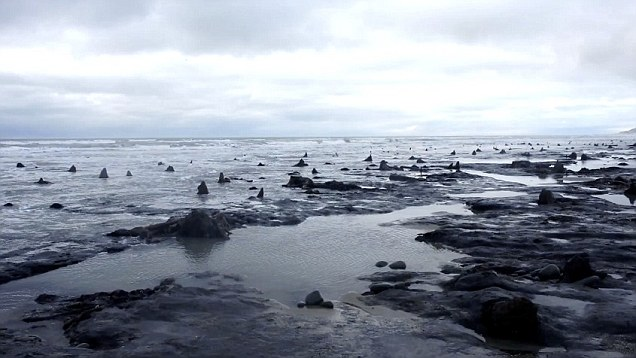 Hiện nay, các nhà khoa học đang tiến hành đo đồng vị carbon để xác định độ tuổi chính xác của khu rừng này.