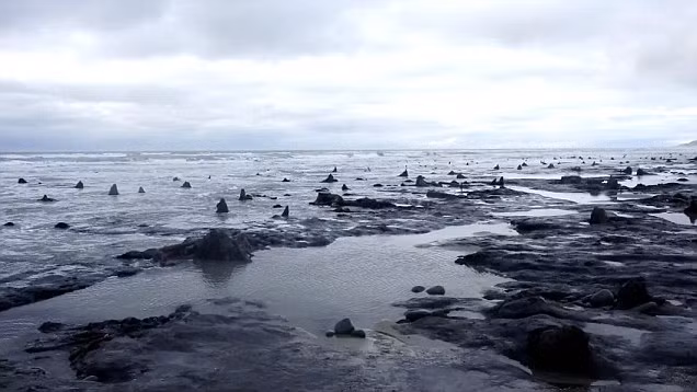 Hiện nay, các nhà khoa học đang tiến hành đo đồng vị carbon để xác định độ tuổi chính xác của khu rừng này.