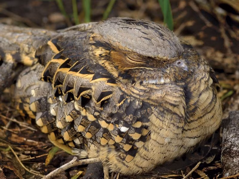 4. Chim chotacabras pauraque: Sở hữu bộ lông giúp chúng ngụy trang hoàn hảo trong môi trường sống xung quanh và khó bị phát hiện vào ban ngày.