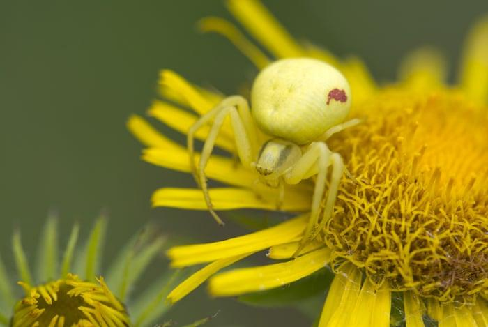 1. Nhện cua hoa: Là một trong những thiên tài ngụy trang của thế giới động vật, nhện cua hoa có khả năng thay đổi màu sắc của cơ thể để giống với bề mặt bông hoa, giúp chúng săn mồi một cách hiệu quả.