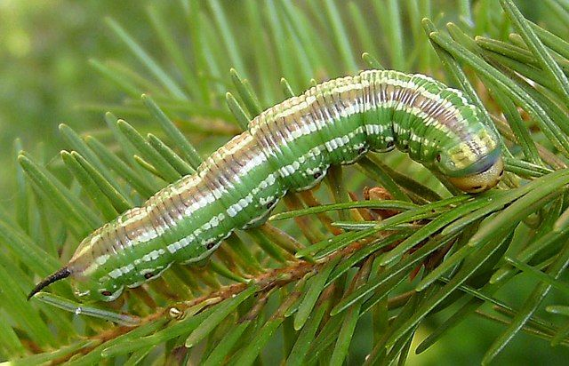 3. Sâu bướm Baron: Tiến hóa hình dạng của mình để tránh kẻ săn mồi và cải thiện tỷ lệ sống sót, trở thành bướm và sinh sản.