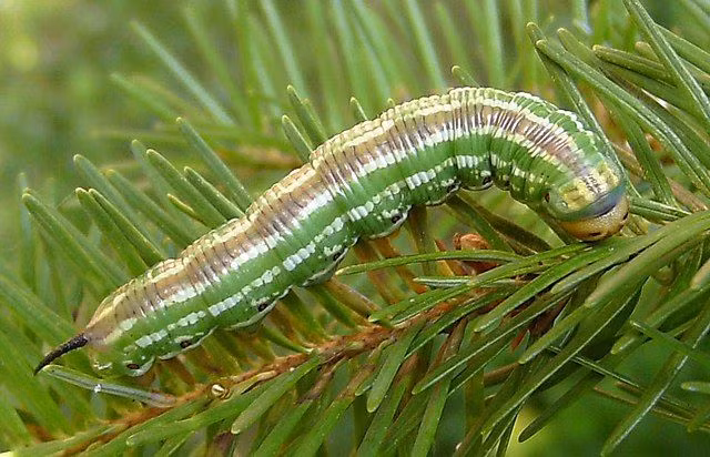 3. Sâu bướm Baron: Tiến hóa hình dạng của mình để tránh kẻ săn mồi và cải thiện tỷ lệ sống sót, trở thành bướm và sinh sản.