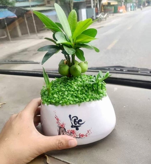 Thời gian ngắn sẽ không có gì nhưng nếu để lâu lá cây tài lộc sẽ bị héo và chuyển sang màu vàng, ảnh hưởng đến phong thủy trong phòng và tài lộc của gia đình cũng giảm sút.