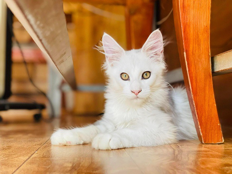 Chú mèo có màu lông “siêu hiếm”, được trả giá 650 triệu đồng - Hình 2 Chu meo co mau long “sieu hiem”, duoc tra gia 650 trieu dong-Hinh-2