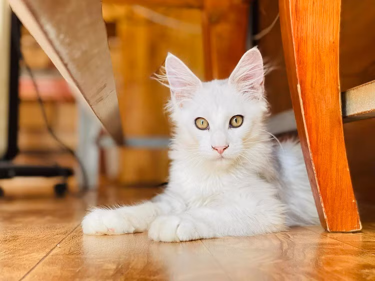 Chu meo co mau long “sieu hiem”, duoc tra gia 650 trieu dong-Hinh-2