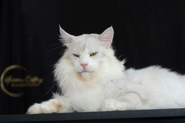 Chú mèo có màu lông “siêu hiếm”, được trả giá 650 triệu đồng - Hình 4 Chu meo co mau long “sieu hiem”, duoc tra gia 650 trieu dong-Hinh-4