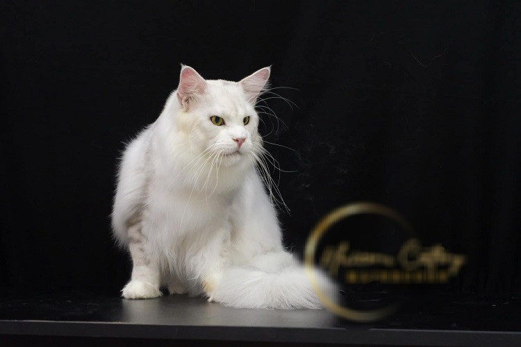 Chú mèo có màu lông “siêu hiếm”, được trả giá 650 triệu đồng - Hình 3 Chu meo co mau long “sieu hiem”, duoc tra gia 650 trieu dong-Hinh-3