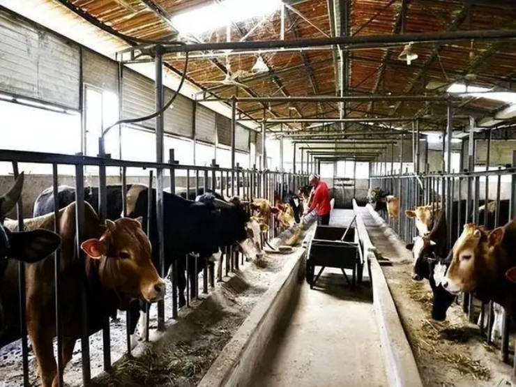 Làm giàu nhờ thứ “vàng mềm” từ bò - Hình 2 Lam giau nho thu “vang mem” tu bo-Hinh-2