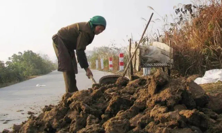 Làm giàu nhờ thứ “vàng mềm” từ bò - Hình 3 Lam giau nho thu “vang mem” tu bo-Hinh-3