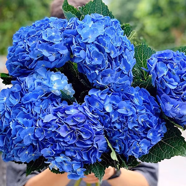 Cac loai hoa de ban lam viec hop phong thuy theo tung menh-Hinh-3