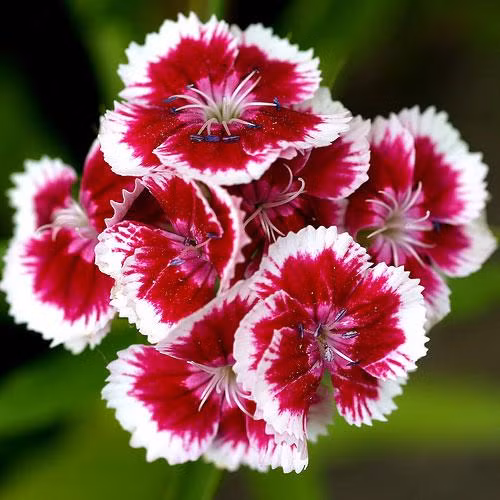 Cac loai hoa de ban lam viec hop phong thuy theo tung menh-Hinh-5