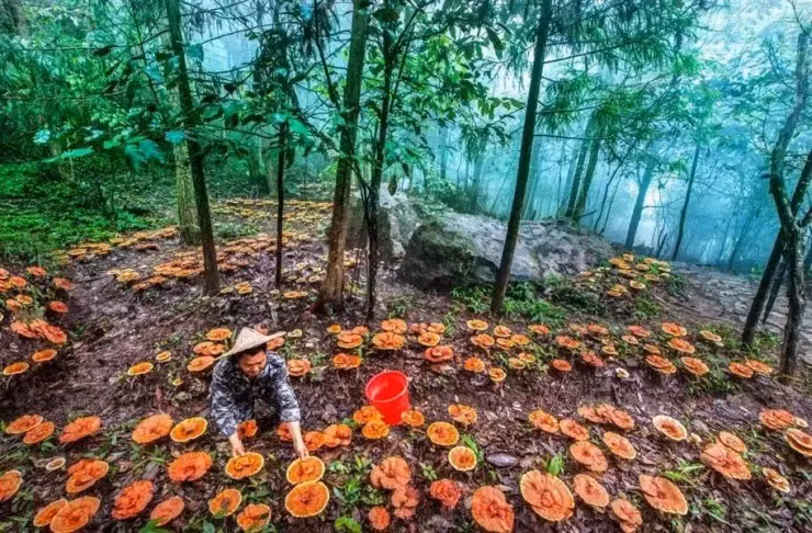 Ca lang trong thu “lun tit” gia vai chuc trieu dong/kg