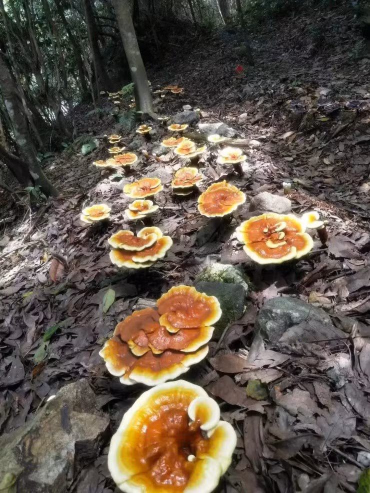 Ca lang trong thu “lun tit” gia vai chuc trieu dong/kg-Hinh-2