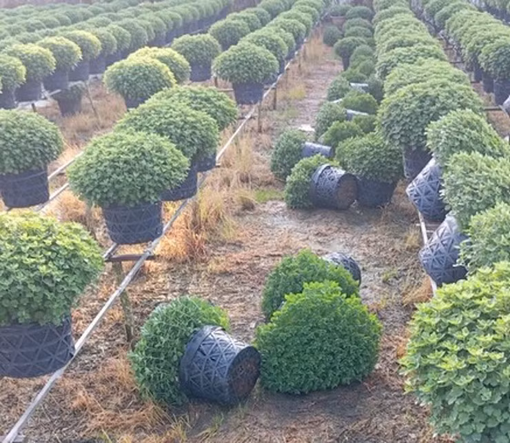 Cuc mam xoi ban Tet cham tro bong, nguoi dan phai nho bo-Hinh-2