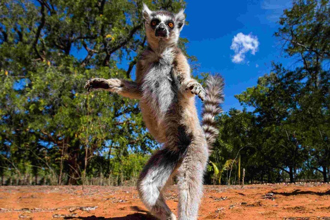 Madagascar là quốc gia nổi tiếng về động vật hoang dã phong phú. Quốc đảo này là ngôi nhà chung của hơn 200.000 loài động vật hoang dã, trong đó có hơn 100 loài vượn cáo, linh miêu, cầy sọc, 350 loài ếch, 370 loài bò sát khác nhau, vô số loài chim đầy màu sắc.