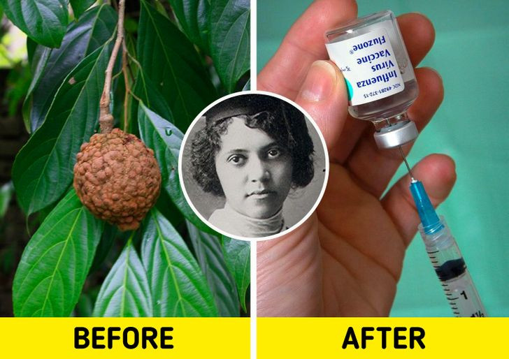 Theo các chuyên gia, nhà hóa học Alice Ball là người khám phá và phát triển thành công phương pháp điều trị đầu tiên cho những người mắc bệnh phong từ dầu của cây đại phong tử.