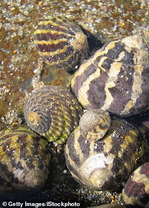 Với số lượng thực phẩm lớn như vậy, các chuyên gia suy đoán bữa tiệc này được tổ chức nhằm kỷ niệm một sự kiện lớn nào đó với sự tham gia của một cộng đồng lớn.