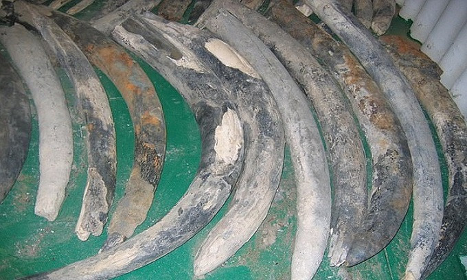 Ngoài số vàng khổng lồ, các chuyên gia còn tìm thấy hơn 5.000 đồ tạo tác như bát đồng, bộ đồ ăn bằng thiếc, súng hỏa mai, la bàn, kiếm, ngà voi, mỏ neo...