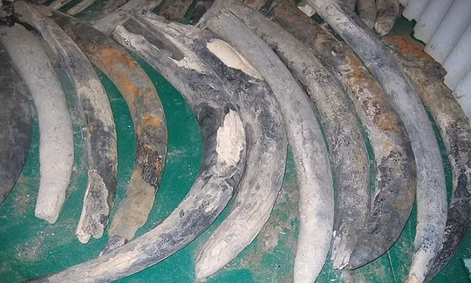 Ngoài số vàng khổng lồ, các chuyên gia còn tìm thấy hơn 5.000 đồ tạo tác như bát đồng, bộ đồ ăn bằng thiếc, súng hỏa mai, la bàn, kiếm, ngà voi, mỏ neo...