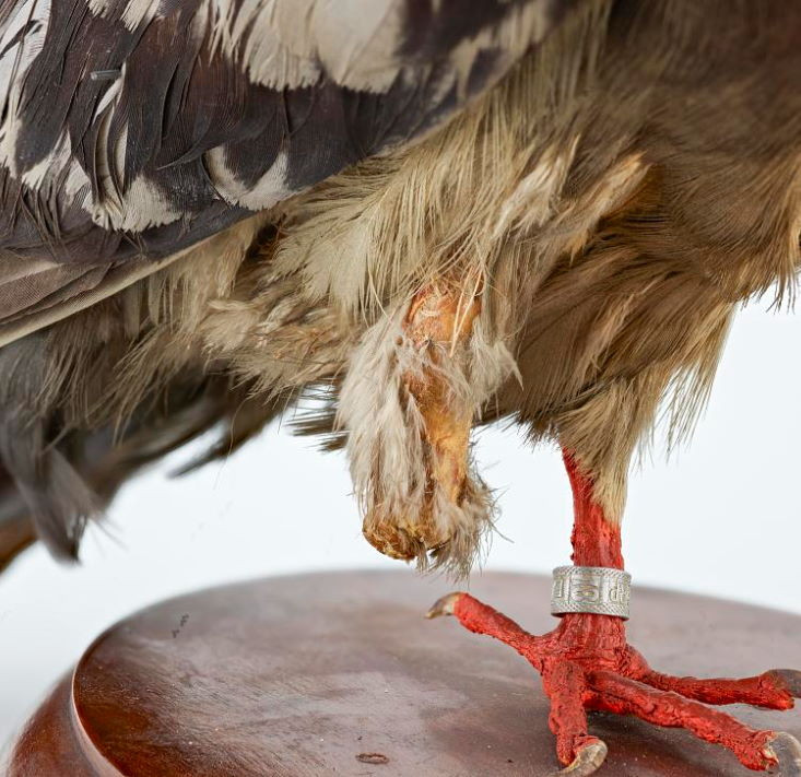 Cher Ami bị thương ở ngực, mất 1 mắt, 1 chân và có một lỗ đạn trên cánh. Dù bị thương nặng như vậy nhưng Cher Ami vẫn bay đến đích và hoàn thành nhiệm vụ. Nhờ vậy, lính Mỹ được lực lượng viện binh giải cứu.