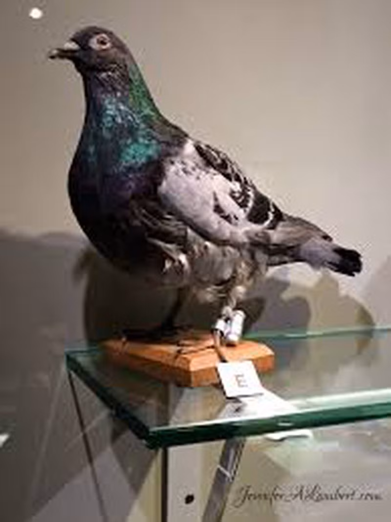 Ngay khi Cher Ami vừa bay ra khỏi công sự thì bị lính Đức phát hiện và dùng hỏa lực tấn công dồn dập con chim bồ câu đưa thư của Mỹ.