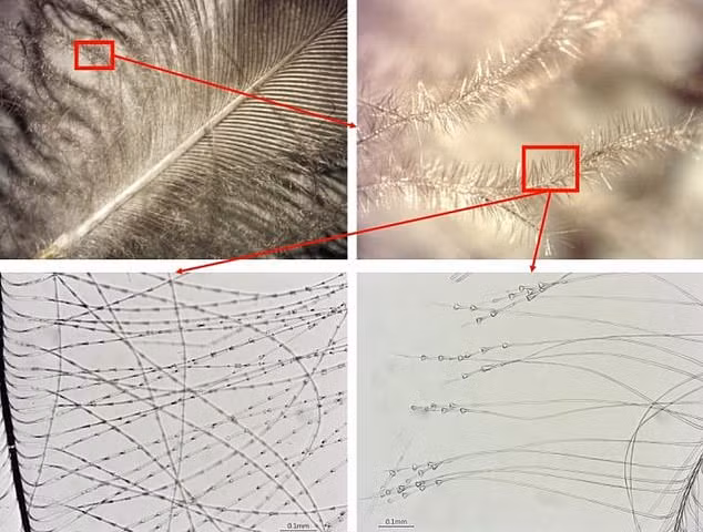 Tại một số khu vực ở Scandinavia, lông vũ của các loài động vật được coi là giúp linh hồn rời khỏi cơ thể sang thế giới bên kia một cách thuận lợi.