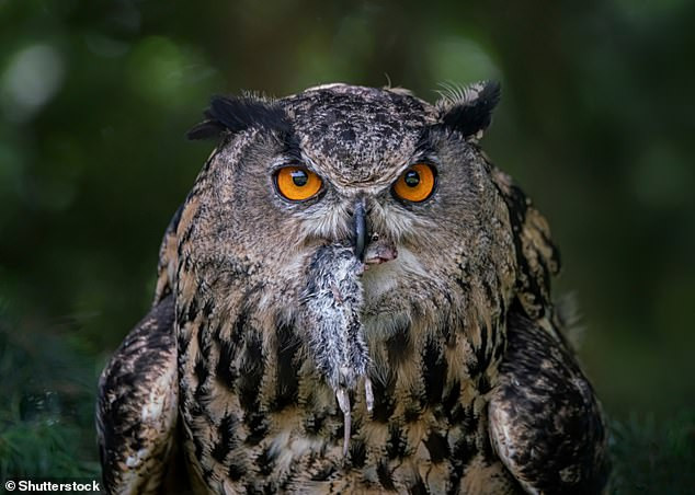 Ngoài các loại lông vũ, các chuyên gia còn tìm thấy xác một con cú bị chặt đầu trong mộ thuyền của 2 nam chiến binh thời Đồ sắt.