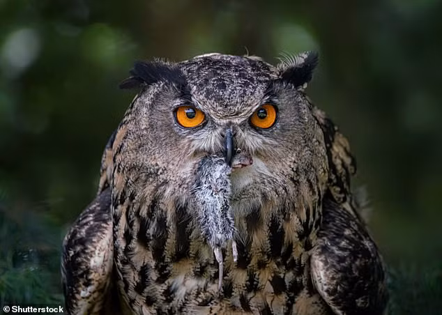 Ngoài các loại lông vũ, các chuyên gia còn tìm thấy xác một con cú bị chặt đầu trong mộ thuyền của 2 nam chiến binh thời Đồ sắt.