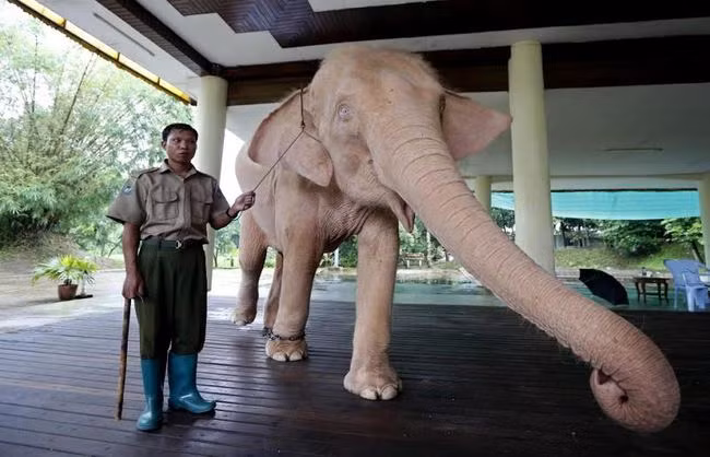 Theo nhà sử học Rupert Arrowsmith tại Đại học Công lập London, những con voi trắng là nét đẹp trong văn hóa của người dân Myanmar. Nó trở thành biểu tượng của sức mạnh và quyền lực ở Myanmar bắt nguồn từ nền văn hóa Vedic tồn tại cách đây hơn 2 thiên niên kỷ.