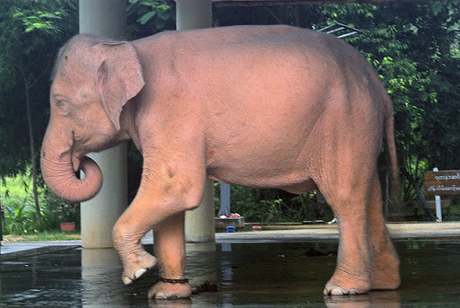 Ngược lại, khi những con voi trắng biến mất thì được coi là điềm báo cho điều tồi tệ sẽ xảy ra. Trường hợp nổi tiếng cho việc này là vào năm 1885.