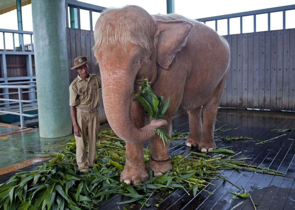 Vào năm đó, một con voi trắng của vua Thibaw chết. Sau khi con vật linh thiêng chết, vương triều của nhà vua này bị lật đổ. Chính vì vậy, nhiều người dân ở Myanmar qua nhiều thế hệ coi voi trắng như "bảo vật" vô giá.