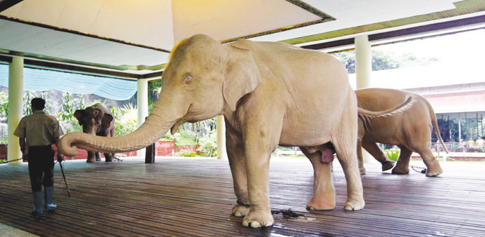 Trong những thập kỷ gần đây, voi trắng được nhiều người biết đến khi tượng trưng cho quyền lực, sự vĩ đại cũng như tham vọng về một sức mạnh tuyệt đối của giới chức lãnh đạo cấp cao ở Myanmar. Vì vậy, khi diễn ra những sự kiện, lễ hội lớn, những con voi trắng được đưa ra khỏi các ngôi đền và diễu hành trên đường phố. Người dân khi ấy sẽ thể hiện lòng tôn kính và đeo vòng hoa đẹp cho chúng.