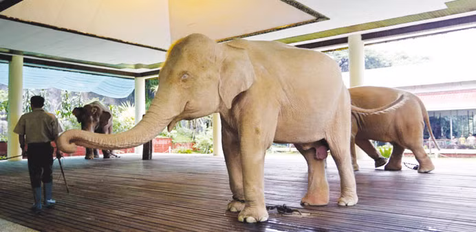 Trong những thập kỷ gần đây, voi trắng được nhiều người biết đến khi tượng trưng cho quyền lực, sự vĩ đại cũng như tham vọng về một sức mạnh tuyệt đối của giới chức lãnh đạo cấp cao ở Myanmar. Vì vậy, khi diễn ra những sự kiện, lễ hội lớn, những con voi trắng được đưa ra khỏi các ngôi đền và diễu hành trên đường phố. Người dân khi ấy sẽ thể hiện lòng tôn kính và đeo vòng hoa đẹp cho chúng.